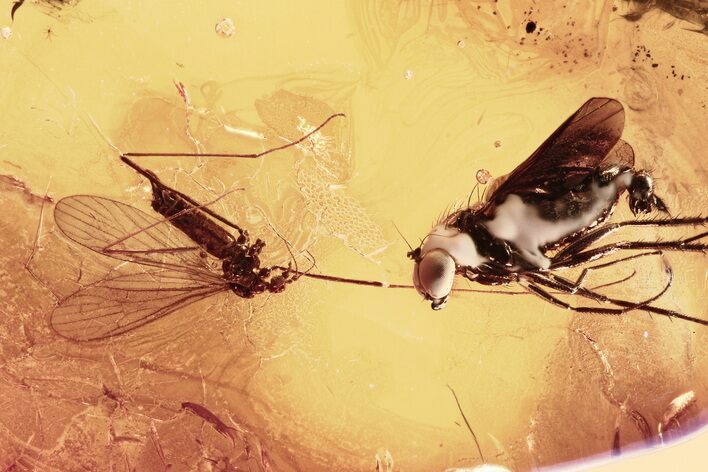 Detailed Fossil Crane Fly and Long-Legged Fly in Baltic Amber #300732